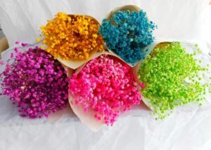Hoa khô baby’s breath